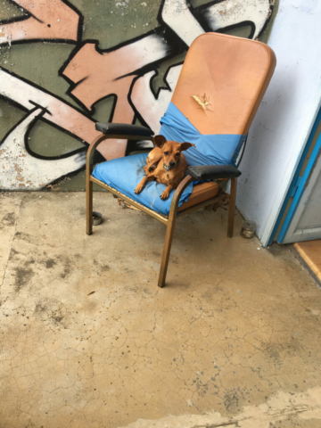 Chien de Floe sur fauteuil, 2019-10-18