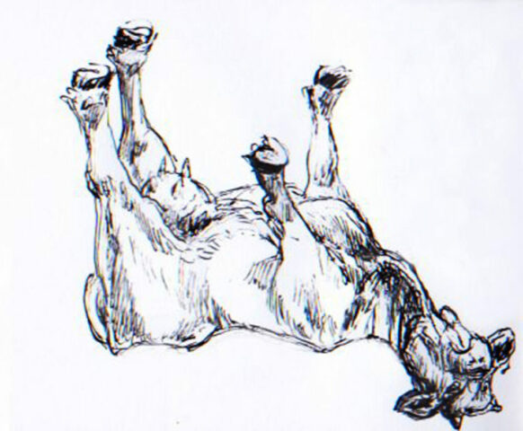 Lacaze Jean Marc, vache morte, juil 2012